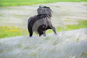 Beautiful black draft horse in stipa grass