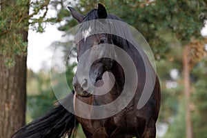 Beautiful black draft mare horse with white spot on forehead