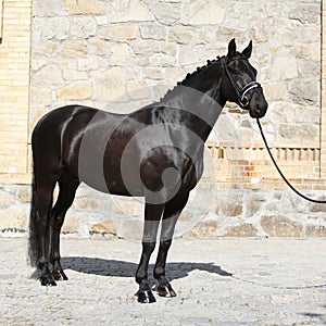 Beautiful black dutch warmblood with bridle