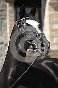 Beautiful black dutch warmblood with bridle