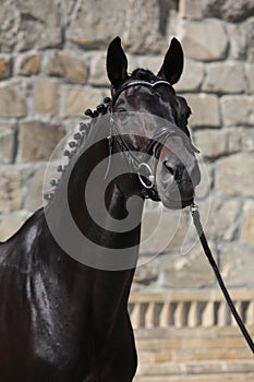 Beautiful black dutch warmblood with bridle