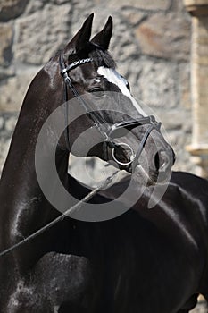 Beautiful black dutch warmblood with bridle