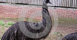 Beautiful black emu walks in zoo