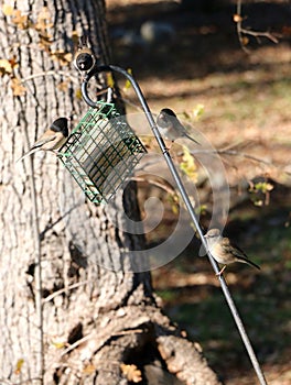 Beautiful black eyed juncos perched on a bird feeder.