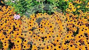 Beautiful black eyed susan flowers in a summer garden, camera movement through plants