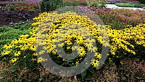 Beautiful Black Eyed Susan - Rudbeckia Hirta flowers