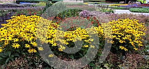 Beautiful Black Eyed Susan - Rudbeckia Hirta flowers