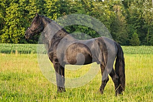 A beautiful black friesian horse, photographed at golden hour