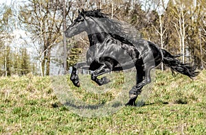 Beautiful black friesian stud stallion photo