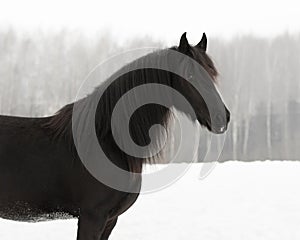 Beautiful black frisian horse on snow winter