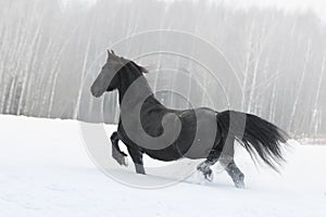 Beautiful black frisian horse on snow winter