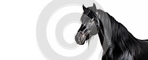 Beautiful black frisian stallion with copy space