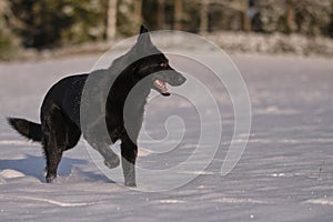 Beautiful black German Shepherd dog on a snowy meadow on a sunny day in Bredebolet in Skaraborg in Sweden in winter in February