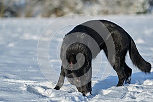 Beautiful black German Shepherd dog on a snowy meadow on a sunny day in Bredebolet in Skaraborg in Sweden in winter in February