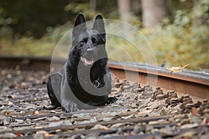 Beautiful black german shepherd on the rails