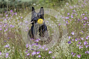 Black german shepherd is running on a field with blossoming meadow