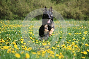 A beautiful black german shepherd is running in a field of yellow dandelions