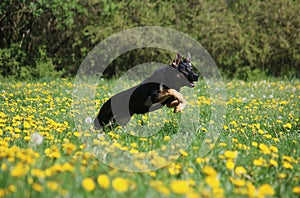 A beautiful black german shepherd is running in a field of yellow dandelions