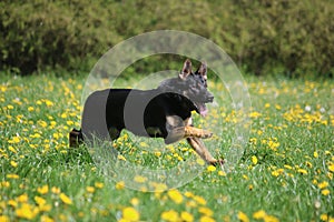 A beautiful black german shepherd is running in a field of yellow dandelions