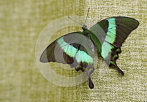 Beautiful black with green strips butterfly sitting on a blind