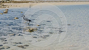 A beautiful black heron walks in shallow water at low tide.