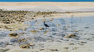 A beautiful black heron wanders through shallow water at low tide