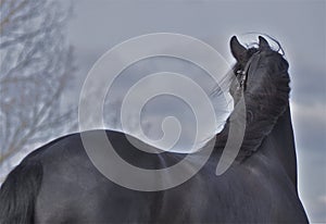 A beautiful black horse