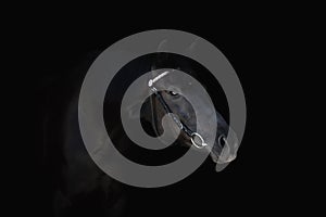 Beautiful black horse with bridle isolated on black background