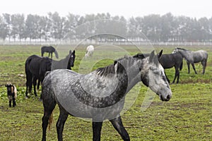 Beautiful black Horse at farm on the pasture