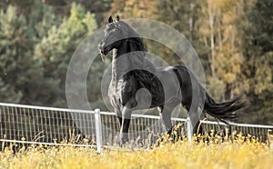 Beautiful black horse. The Friesian stallion gallops on the autumn meadow