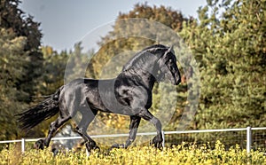 Beautiful black horse. The Friesian stallion gallops on the autumn meadow