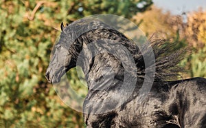 Beautiful black horse. The Friesian stallion gallops on the autumn meadow