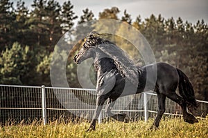 Beautiful black horse. The Friesian stallion gallops on the autumn meadow