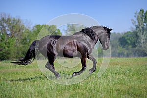 Beautiful black horse galloping across the field on forest background