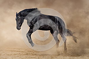 Beautiful black horse in motion