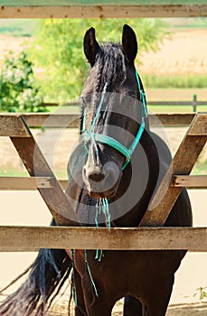 Beautiful black horse with pigtails in mane staing