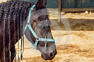 Beautiful black horse with pigtails in mane staing