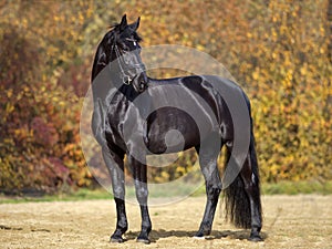 Beautiful black horse portrait on meadow with colorful autumn leaves in background. Shiny black stallion 