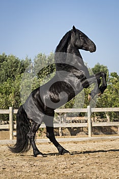 Bellissimo nero un cavallo allevamento 