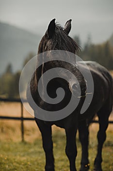 beautiful black horse roams freely in the mountains, basking in the lush green grass and enjoying the fresh mountain air