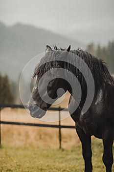 beautiful black horse roams freely in the mountains, basking in the lush green grass and enjoying the fresh mountain air