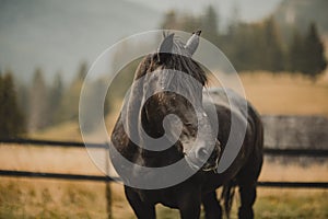 beautiful black horse roams freely in the mountains, basking in the lush green grass and enjoying the fresh mountain air