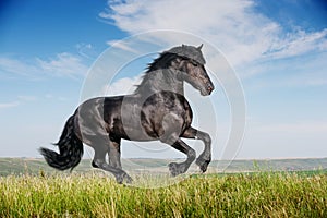 Beautiful black horse running gallop