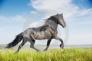 Beautiful black horse running trot