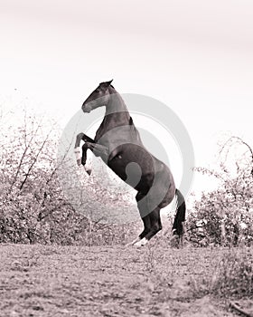 Beautiful black horse stallion rearing and play