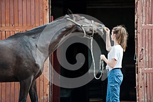 Beautiful black horse treats from young teenage girl`s hand