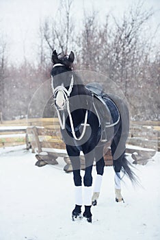 Beautiful black horse winter