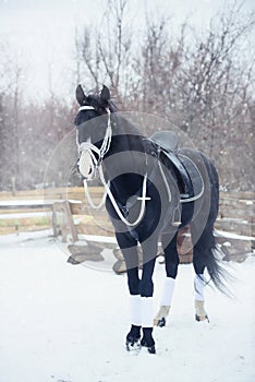 Beautiful black horse winter