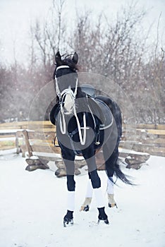 Beautiful black horse winter