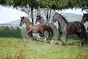 Beautiful black horses running